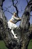 Hayley Mills as Pollyanna